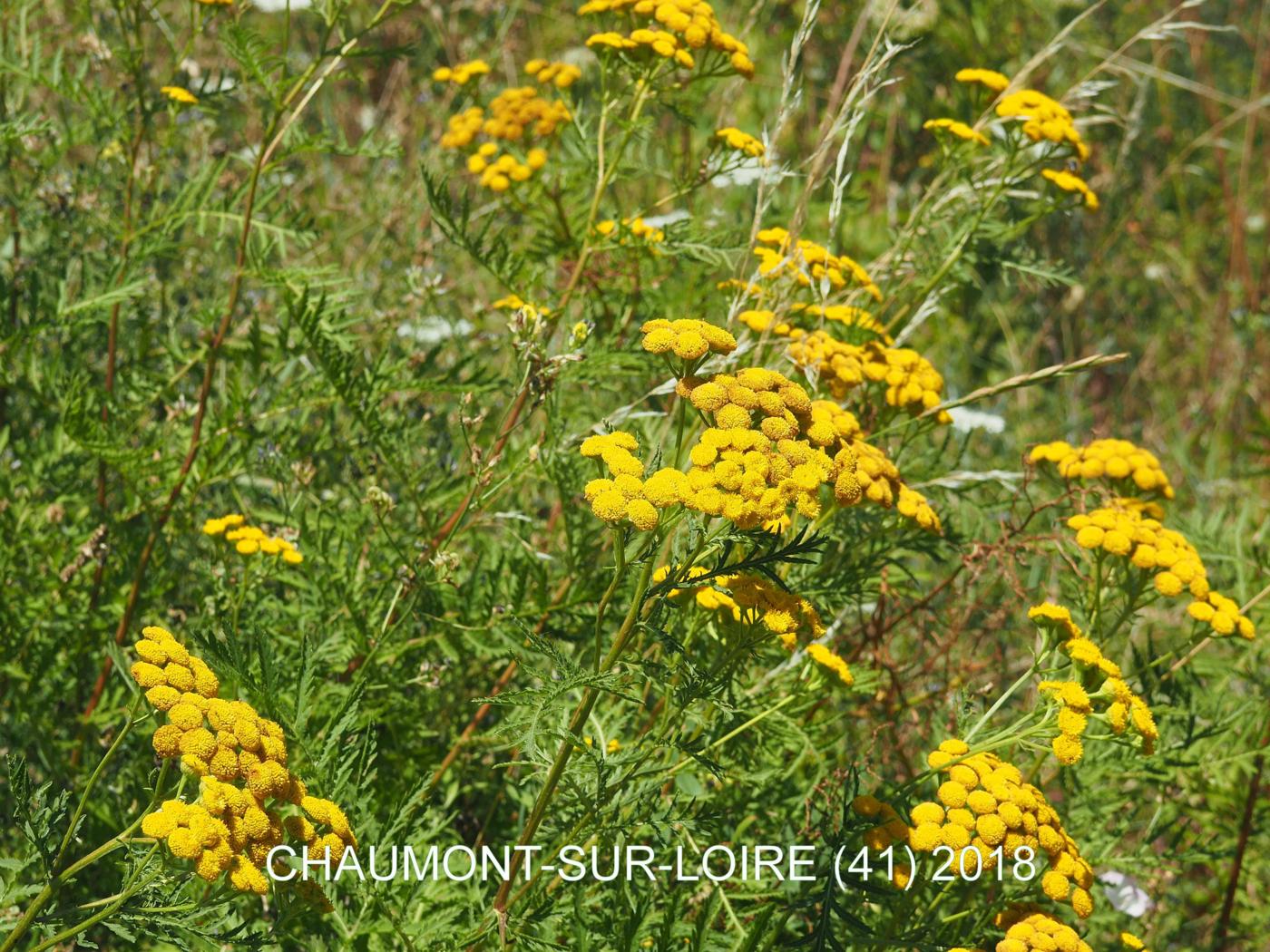 Tansy plant